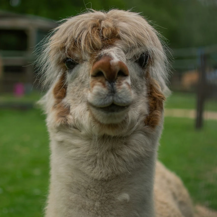 image of alpaca