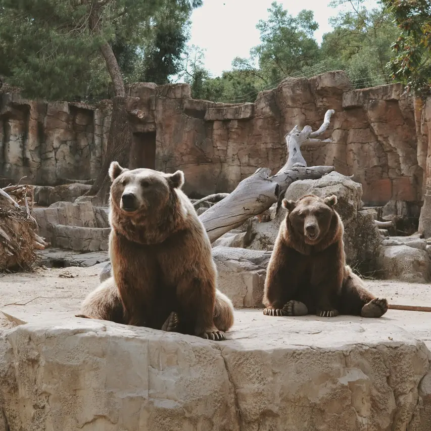 image of bears sitting