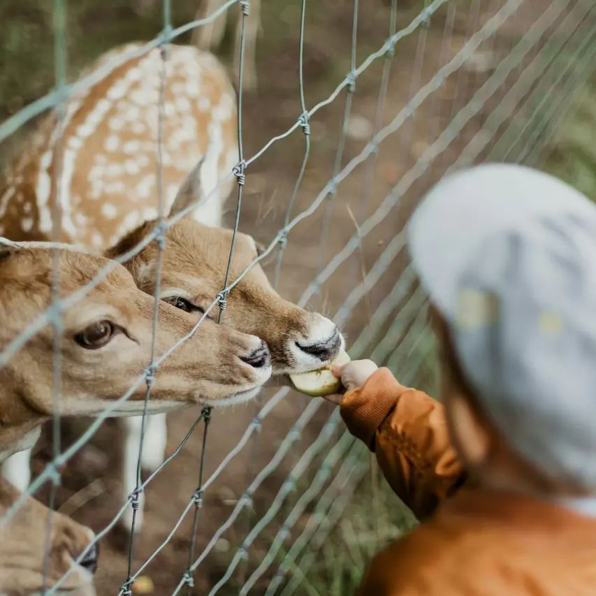 image of deer being fed