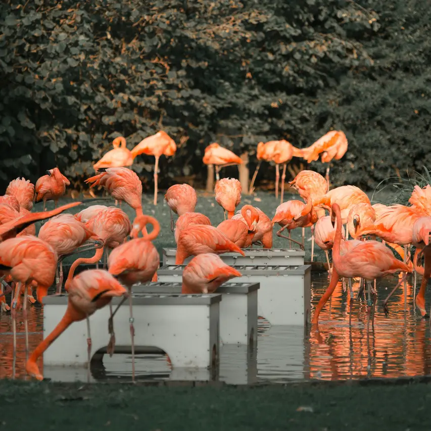 image of flamingos