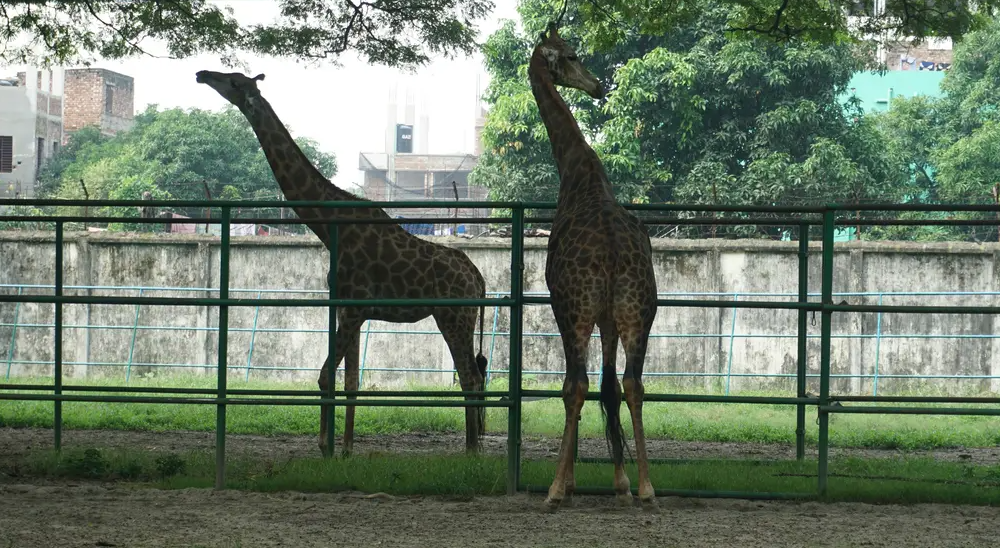 An image of giraffes