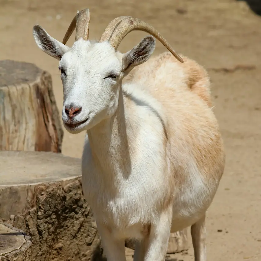 image of goat