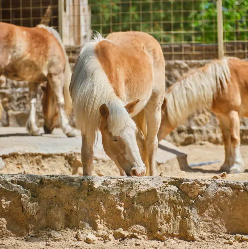 image of horses grazing