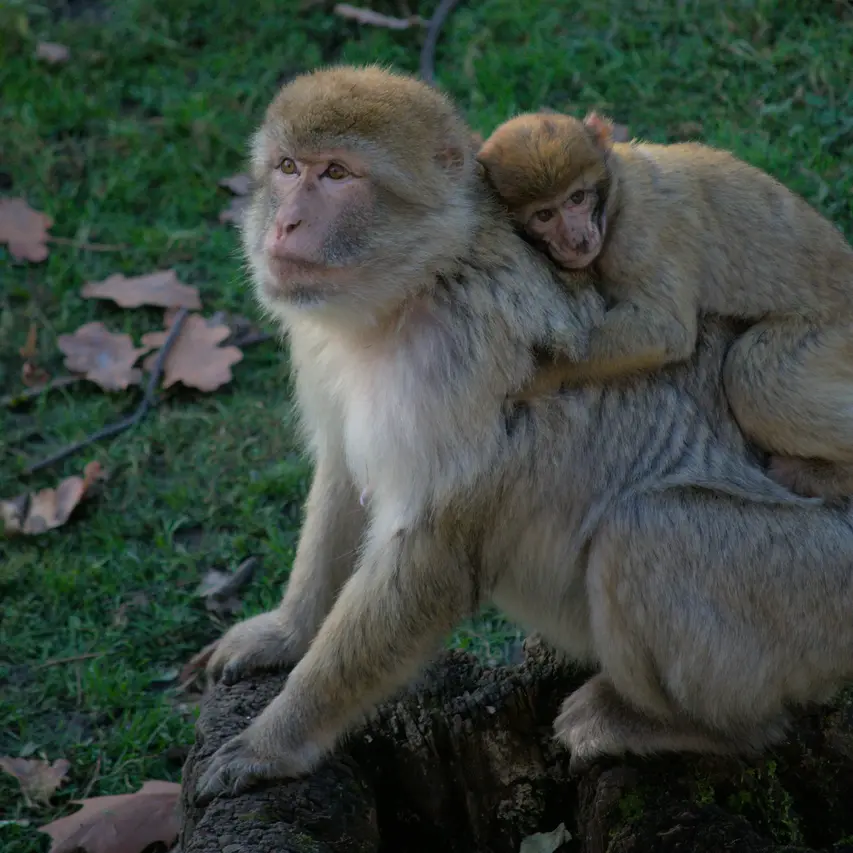 image of Monkeys