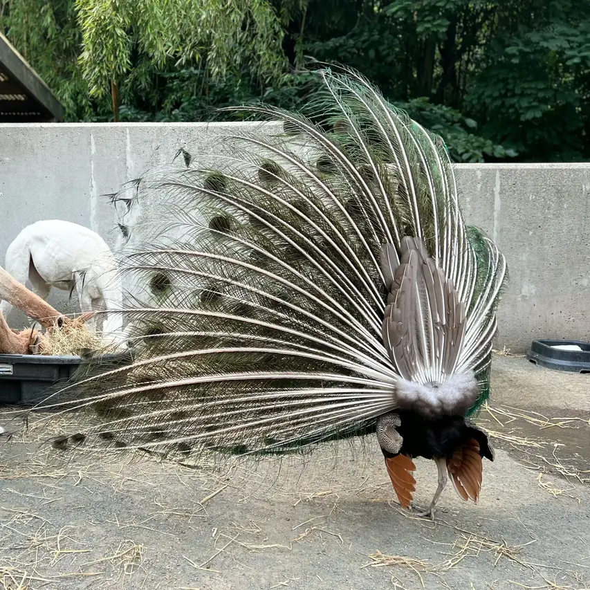 image of peacock