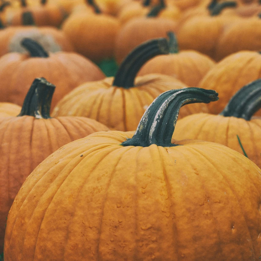 an image of a pumpkin patch