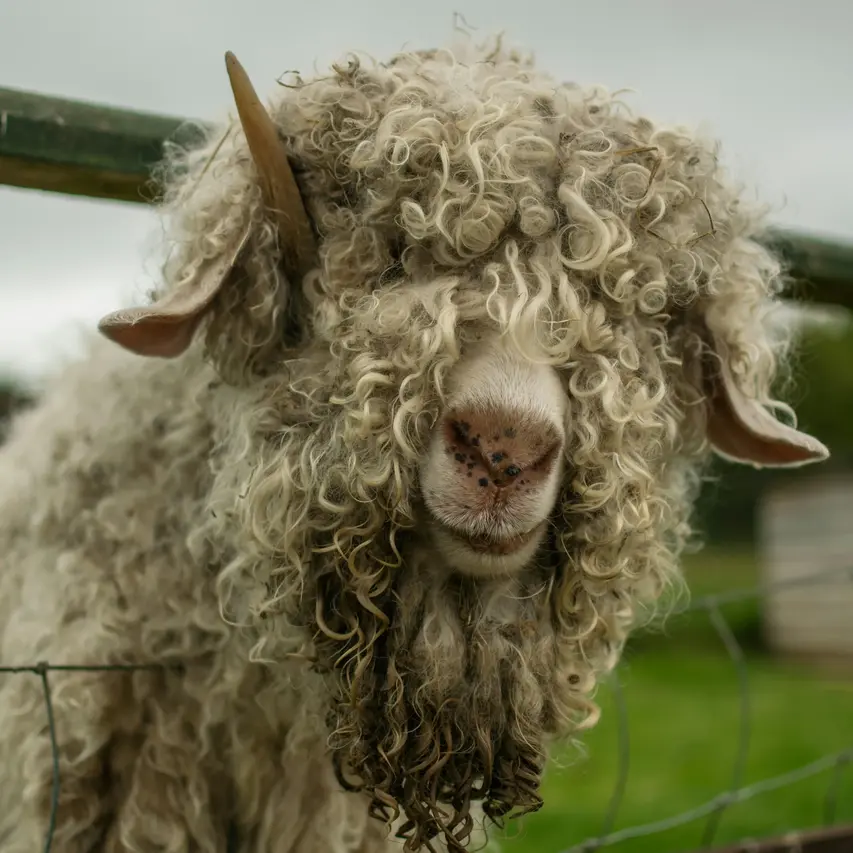 image of a wooly sheep